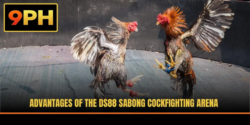 Advantages of the DS88 Sabong cockfighting arena