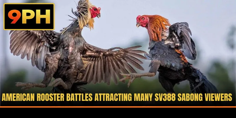 American rooster battles attracting many SV388 Sabong viewers