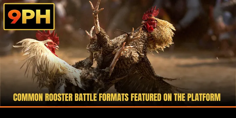 Common rooster battle formats featured on the platform