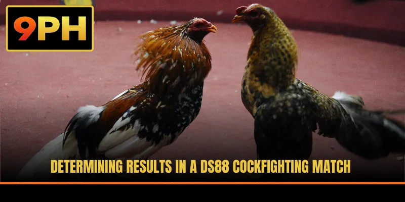 Determining results in a DS88 cockfighting match