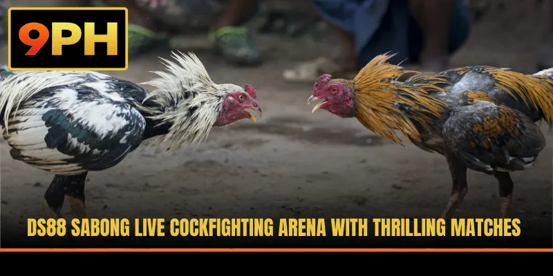 DS88 Sabong Live Cockfighting Arena With Thrilling Matches