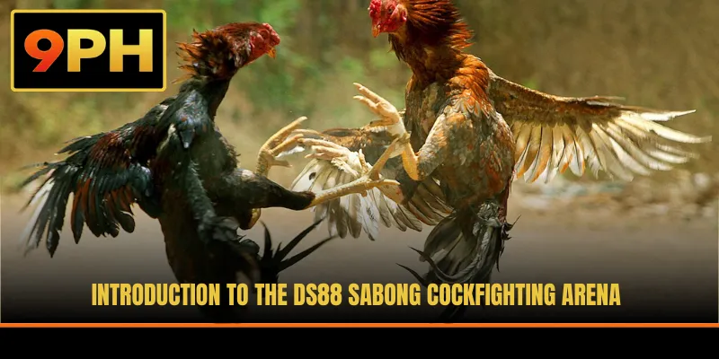 Introduction to the DS88 Sabong cockfighting arena