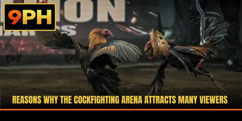 Reasons why the cockfighting arena attracts many viewers